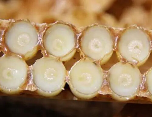 Arifoglu pure turkish royal jelly 40 gr (1. 41oz) - image 2