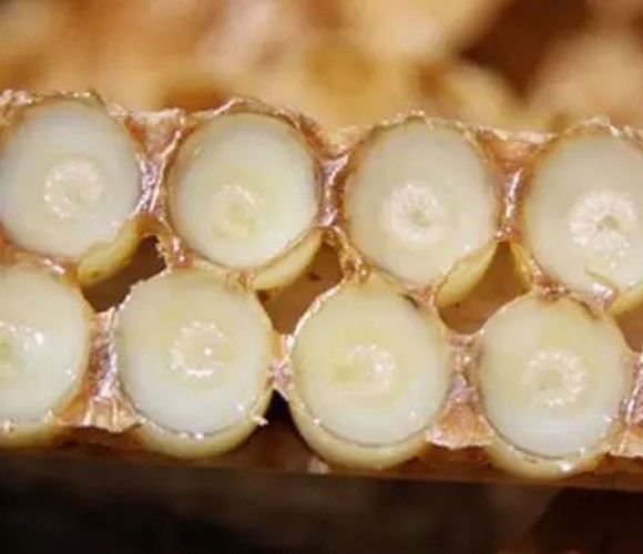 Arifoglu Pure Turkish Royal Jelly 40 gr (1.41oz)
