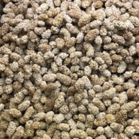 dry mulberry buy